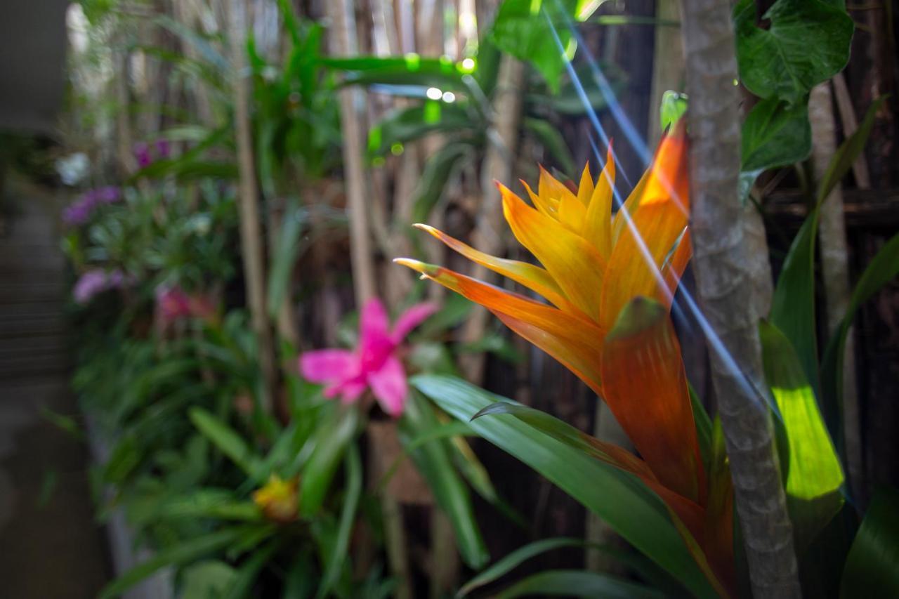 Anjali Casa Divina Hotel Sayulita Eksteriør billede