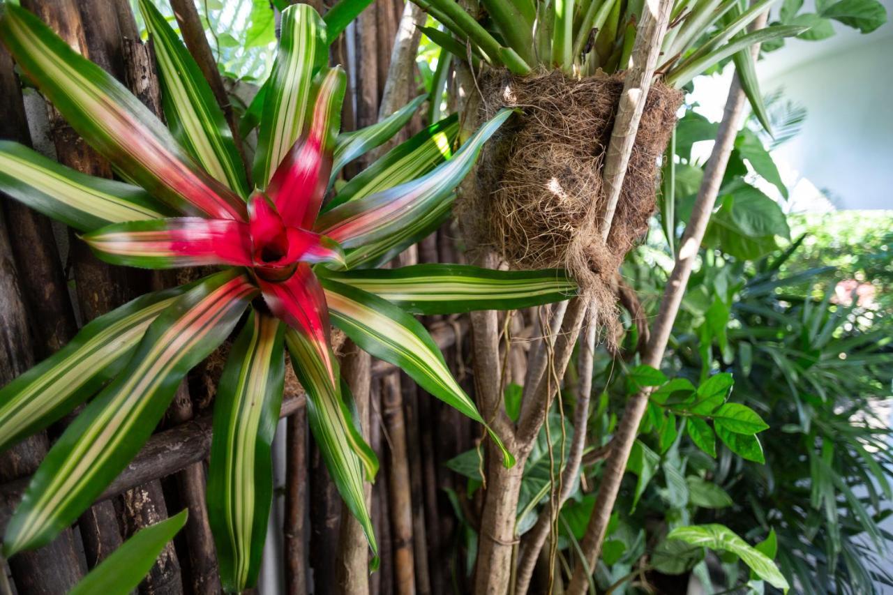Anjali Casa Divina Hotel Sayulita Eksteriør billede